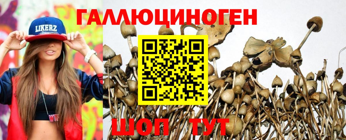дарнет шоп  Галлюциногенные грибы Psilocybe  Вход с VPN  Кашира 